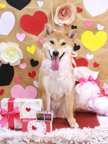 20230221ももちゃん